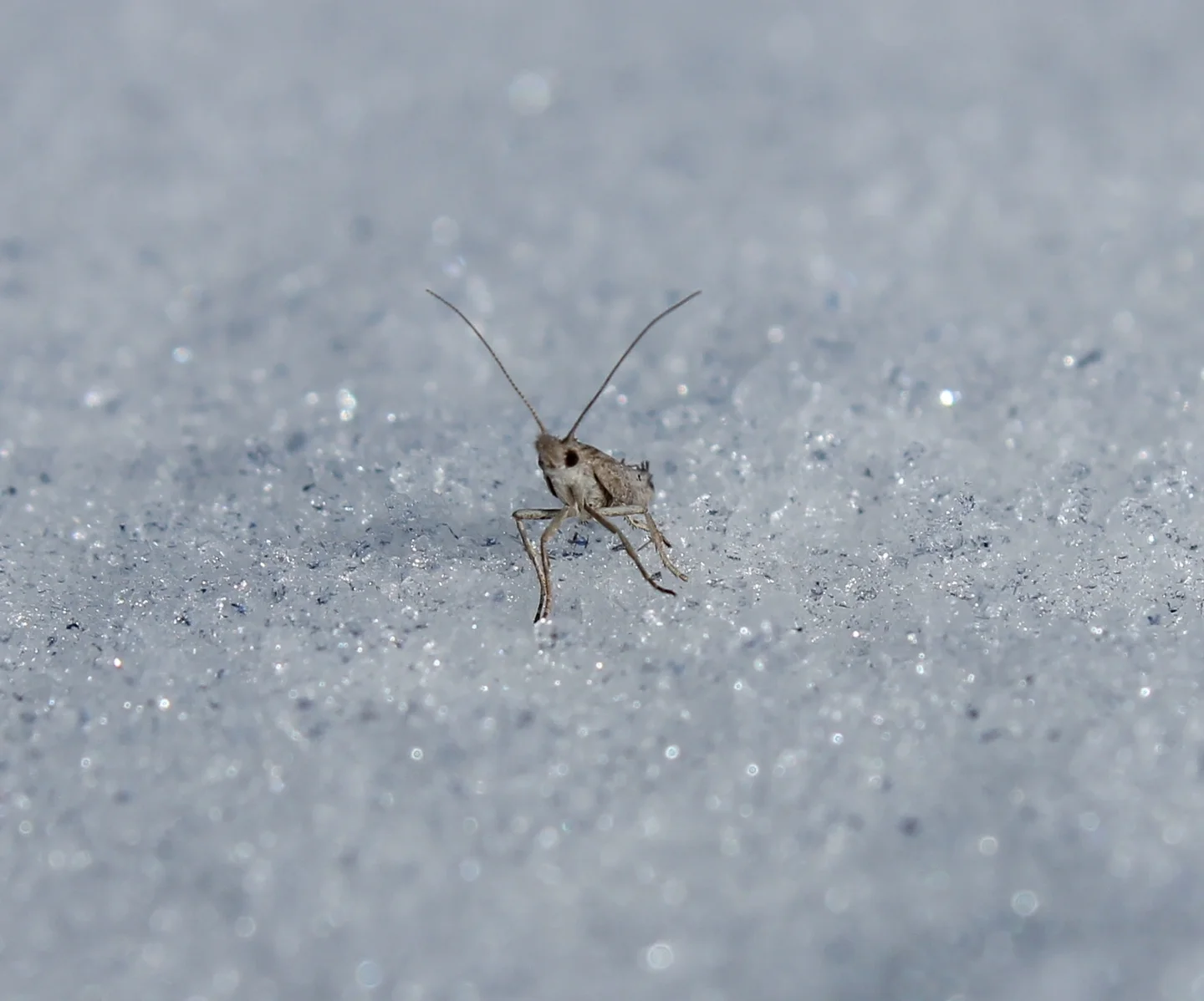 Frozen insect in Moroccan mountains