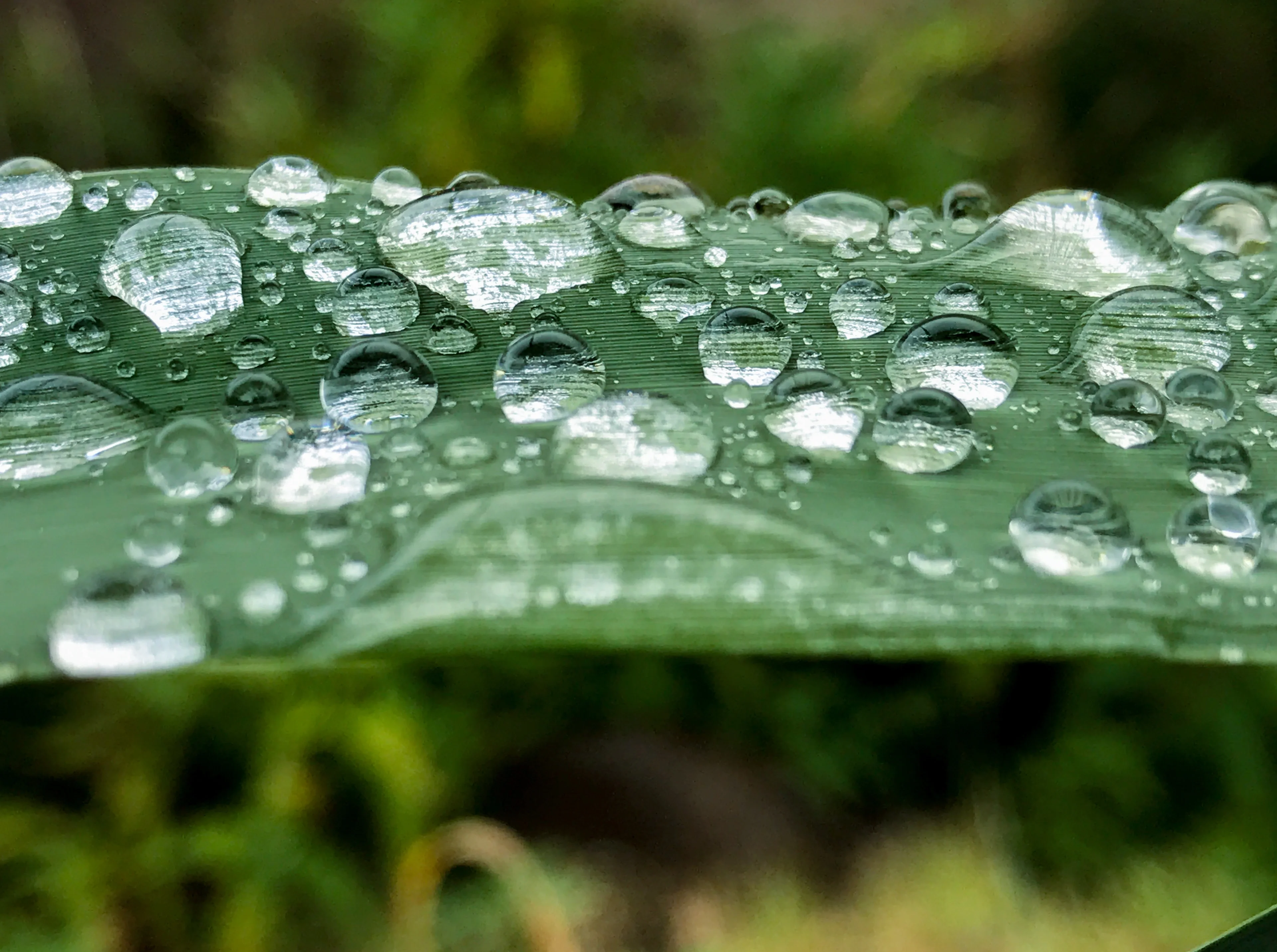 The long awaited raindrops