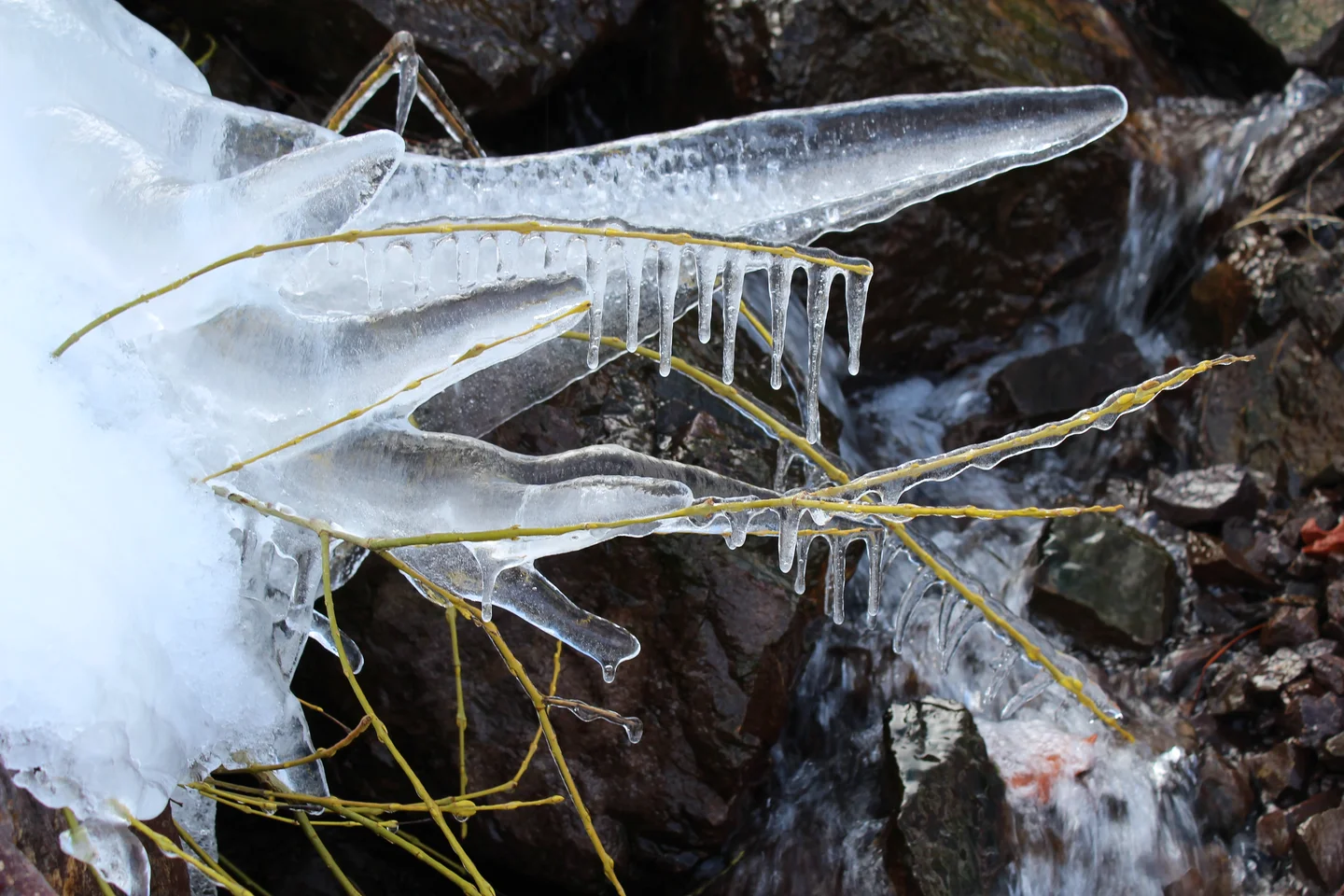 Frozen plant in Atlas