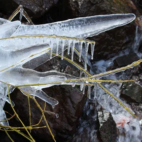 Frozen plant in Atlas