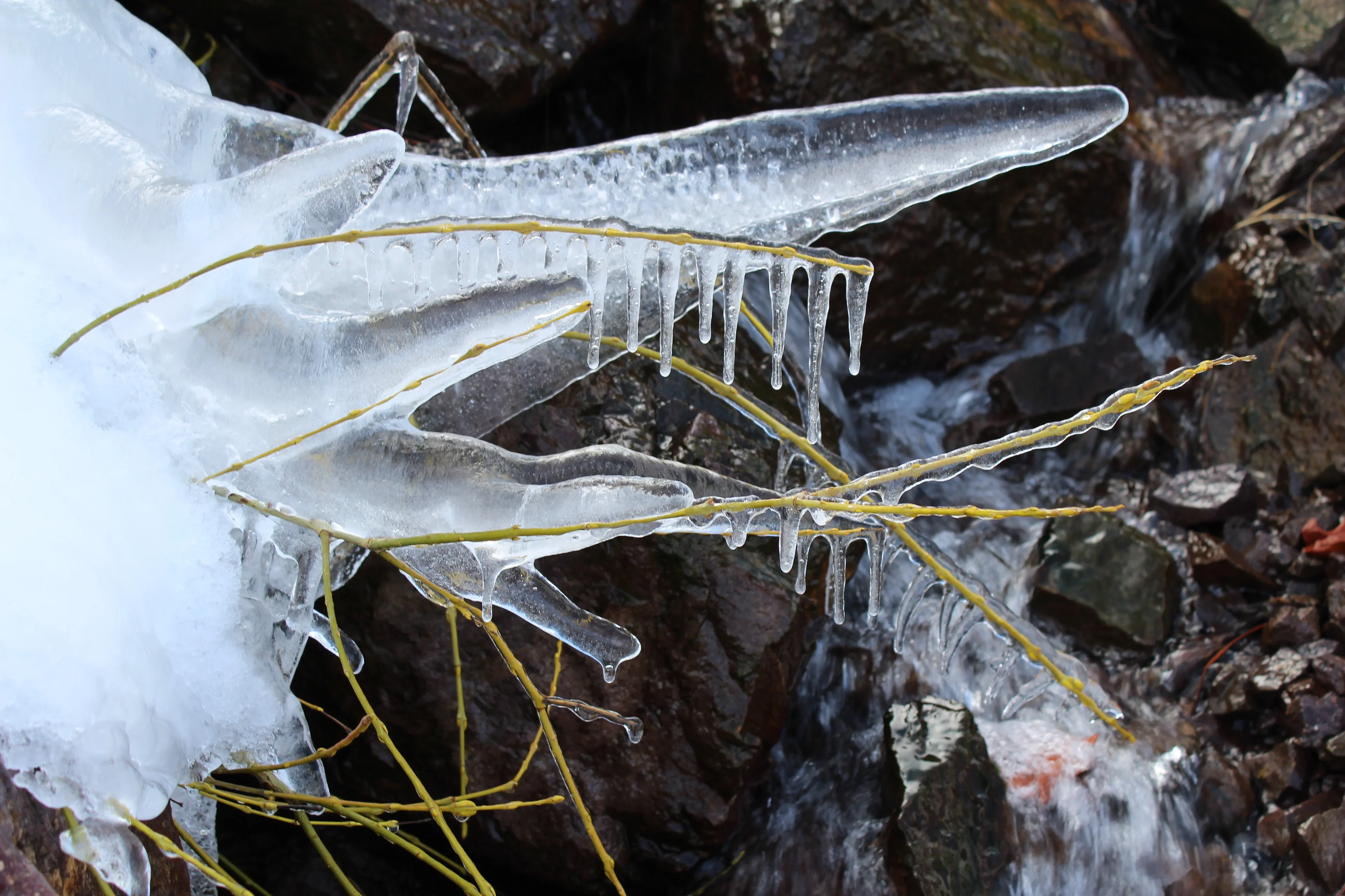 Frozen plant in Atlas