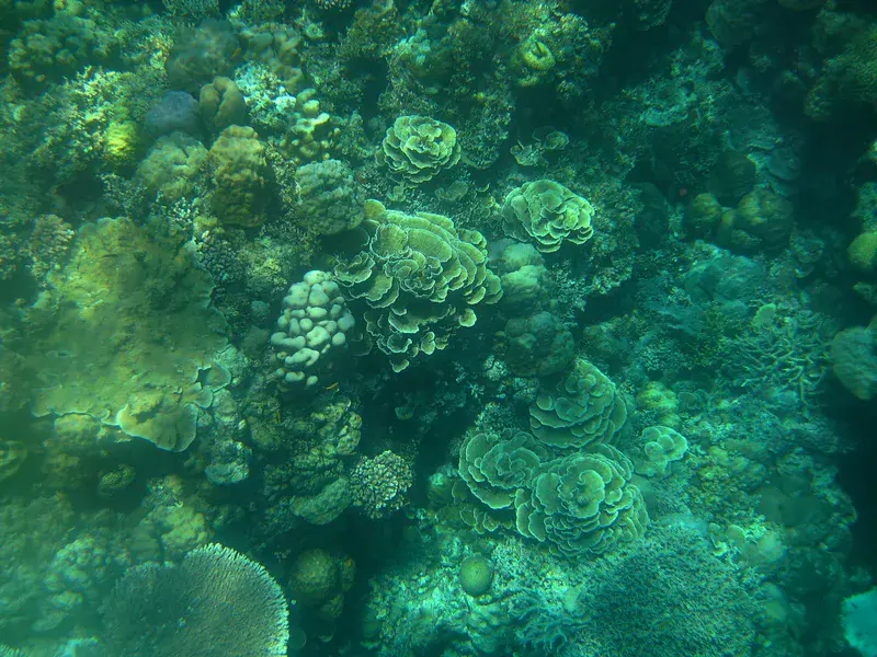 Endangered Underwater Paradise