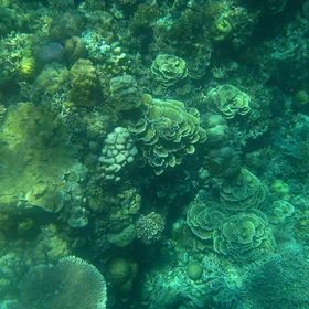 Endangered Underwater Paradise
