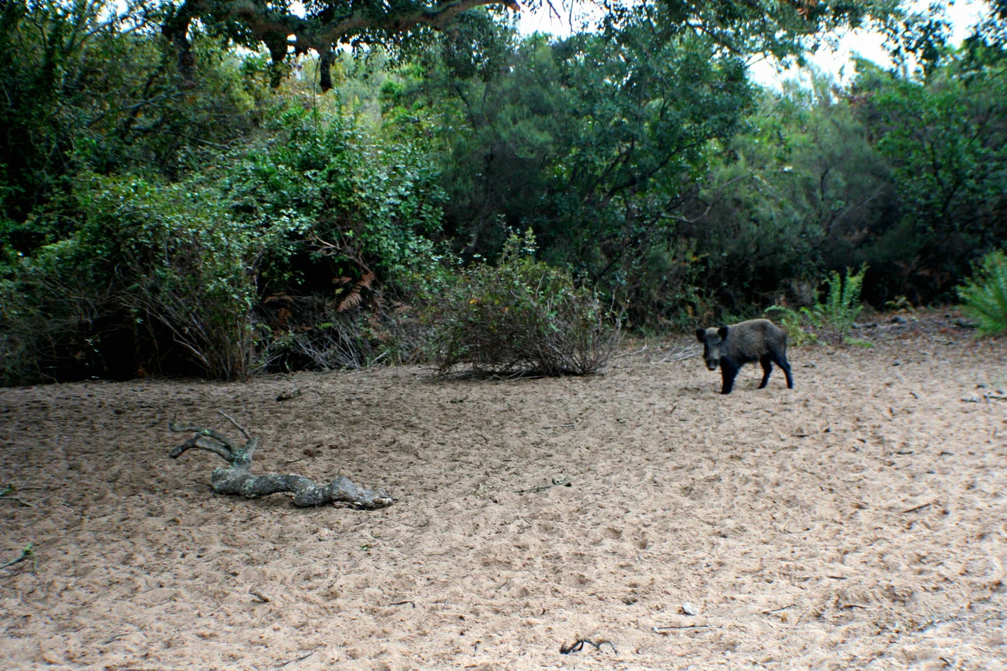 A local visited us while we were collecting soil samples