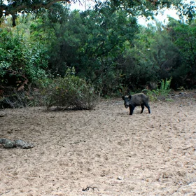 A local visited us while we were collecting soil samples