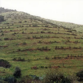A view of the laudanum fields