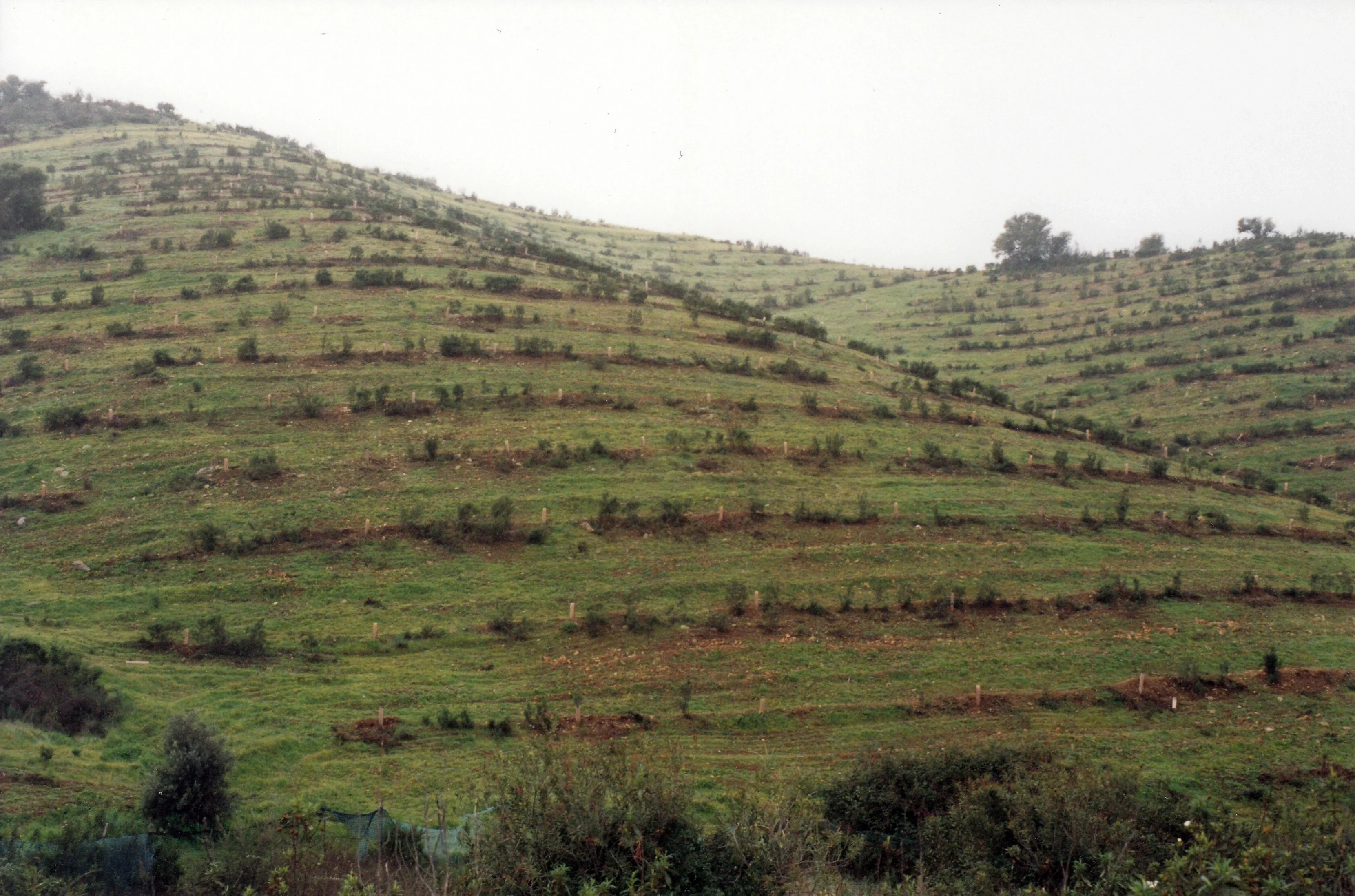 A view of the laudanum fields