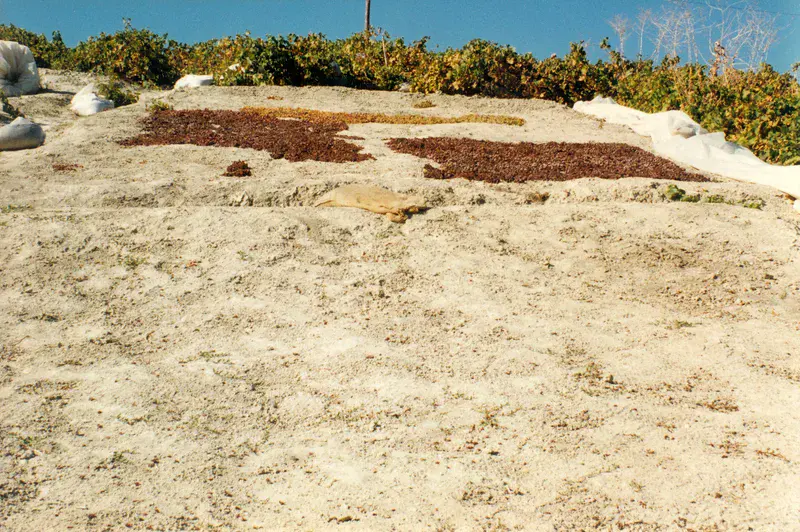 Grapes drying on marl soils