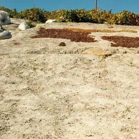 Grapes drying on marl soils