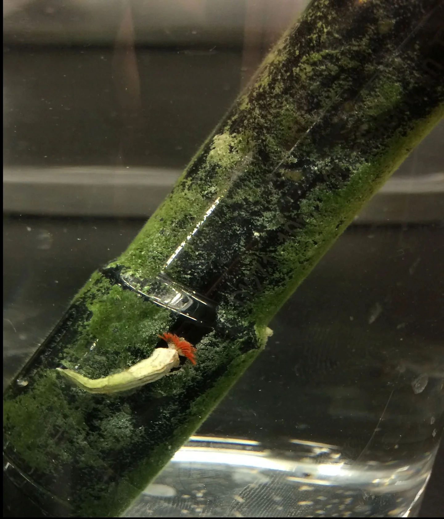 Water level logger's companion