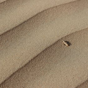 Unknown insect on desert sand