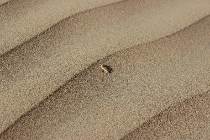 Unknown insect on desert sand