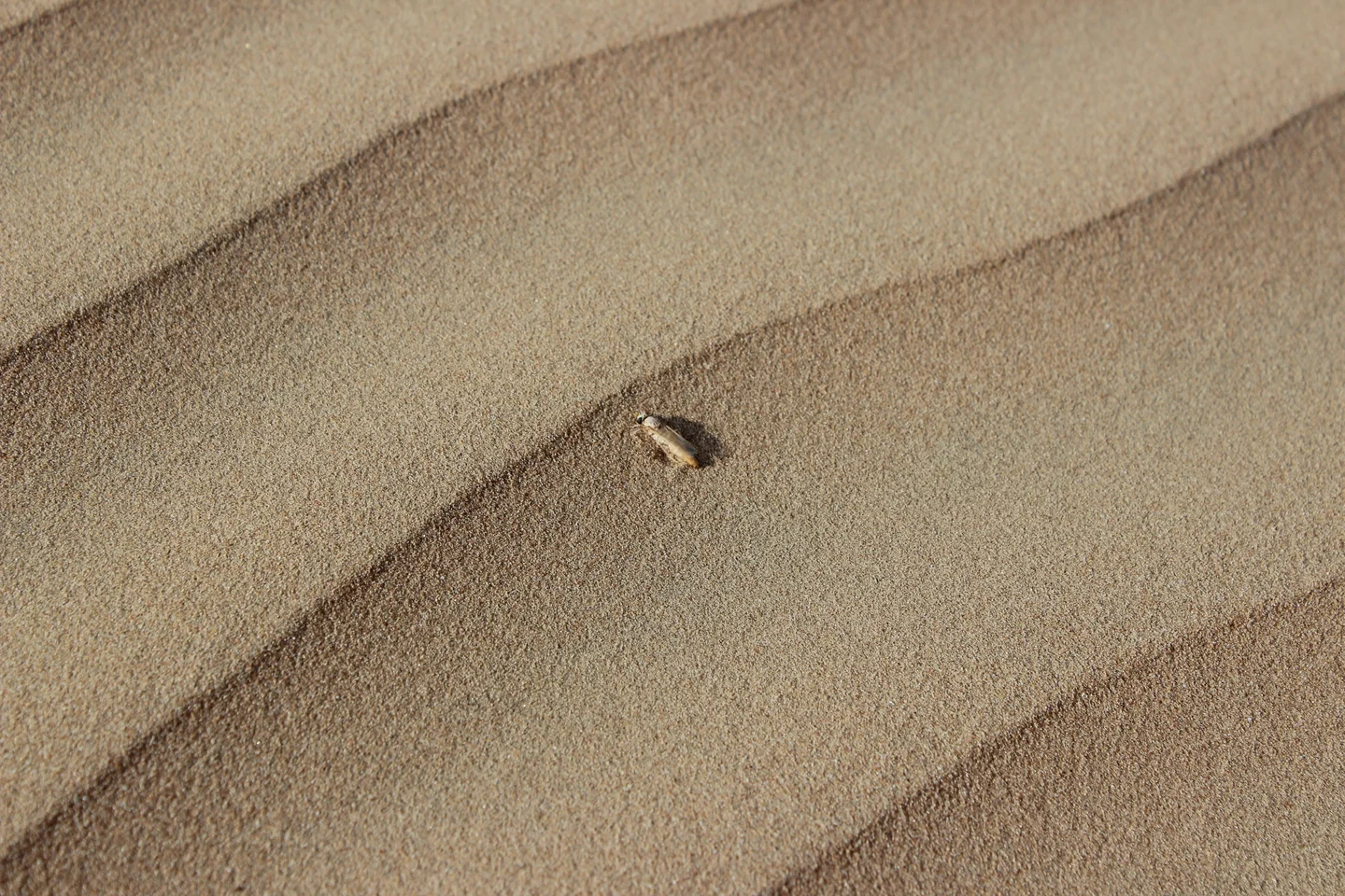 Unknown insect on desert sand