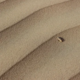 Unknown insect on desert sand
