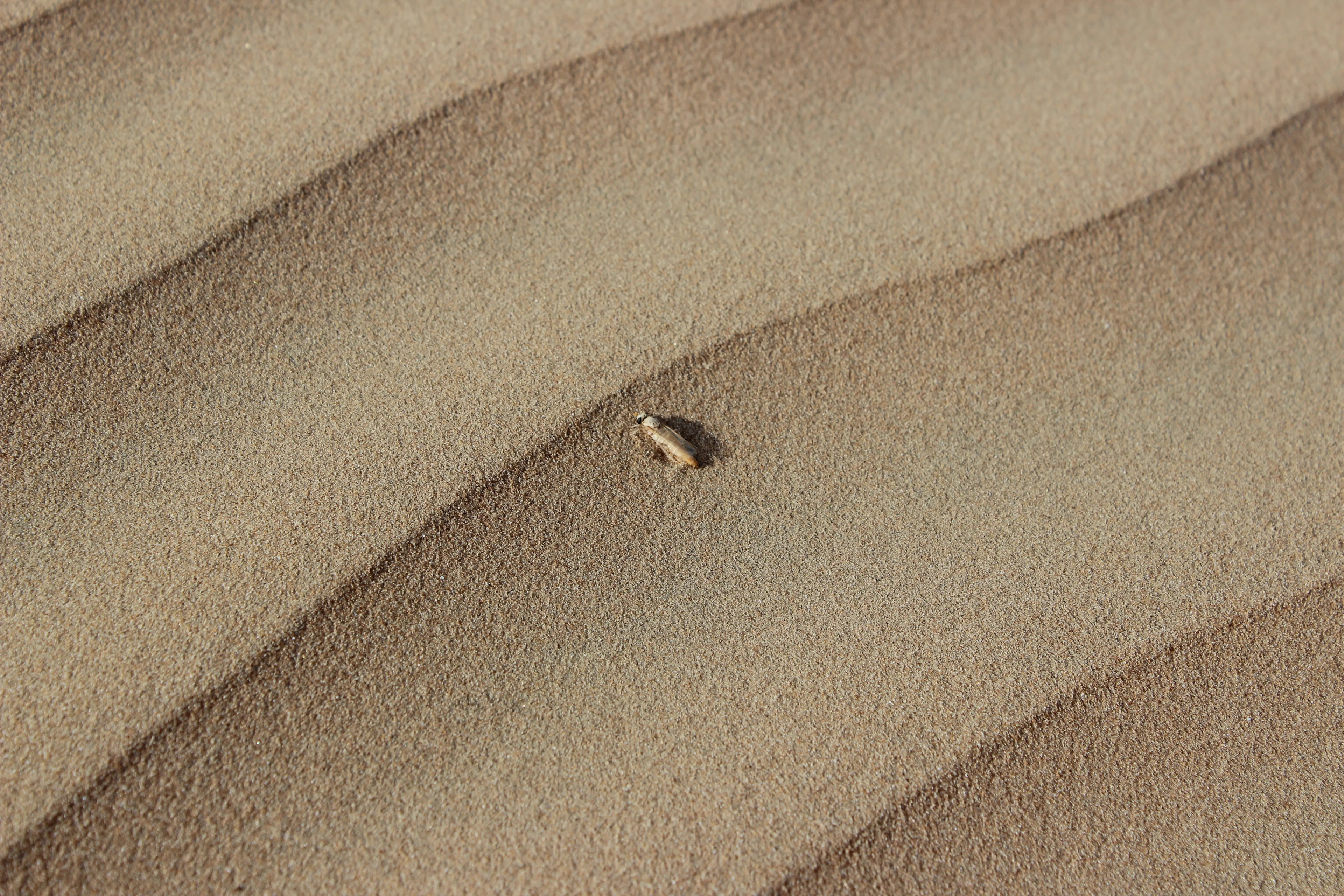 Unknown insect on desert sand