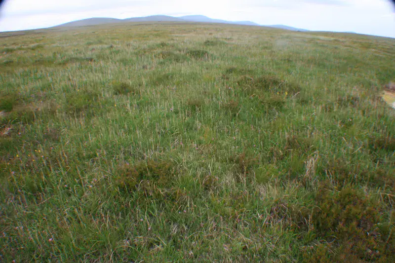 Peatland in the Wicklow Mountains (Ireland)