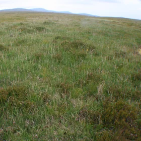 Peatland in the Wicklow Mountains (Ireland)