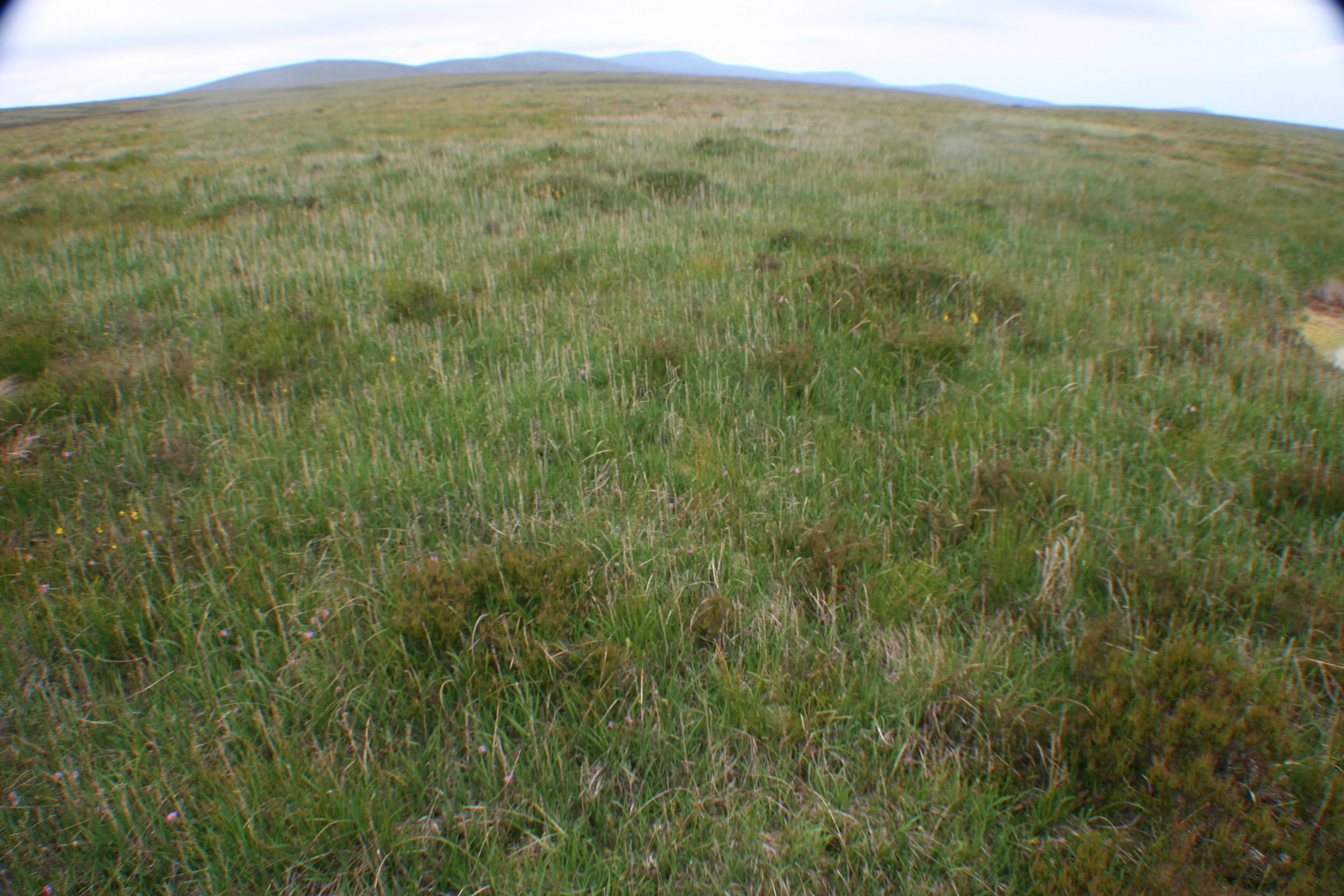 Peatland in the Wicklow Mountains (Ireland)