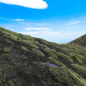 Pioneer plants on Mount Etna, Sicily