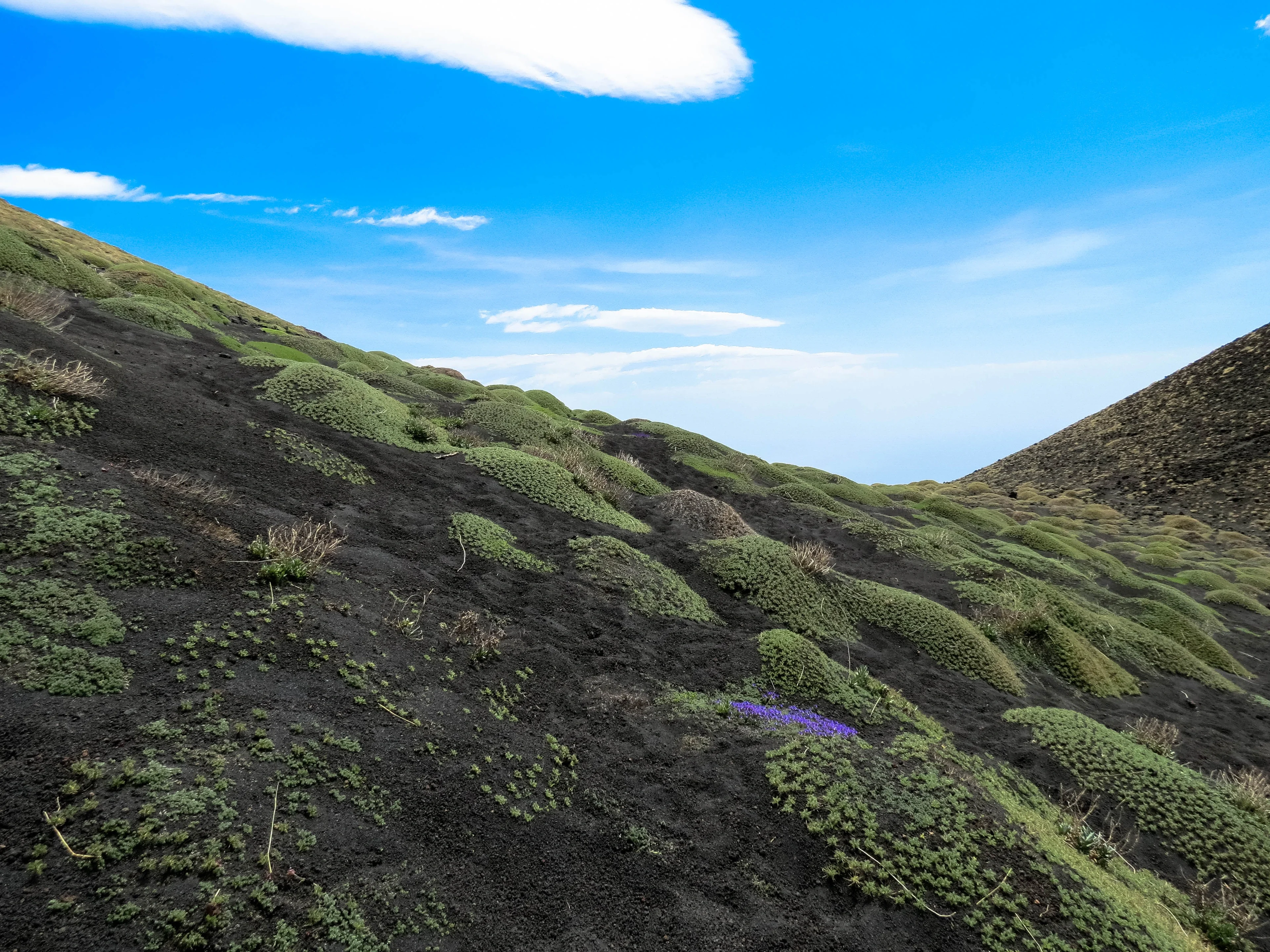 Pioneer plants on Mount Etna, Sicily