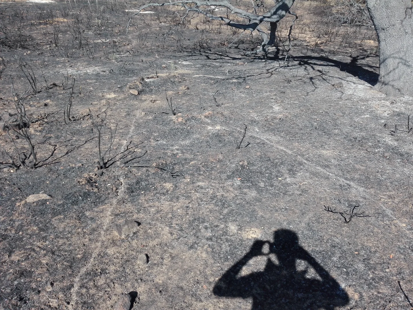 Atns road after fire (Castillo de la Guardas, Sevilla, Spain)