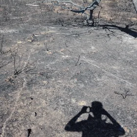 Atns road after fire (Castillo de la Guardas, Sevilla, Spain)