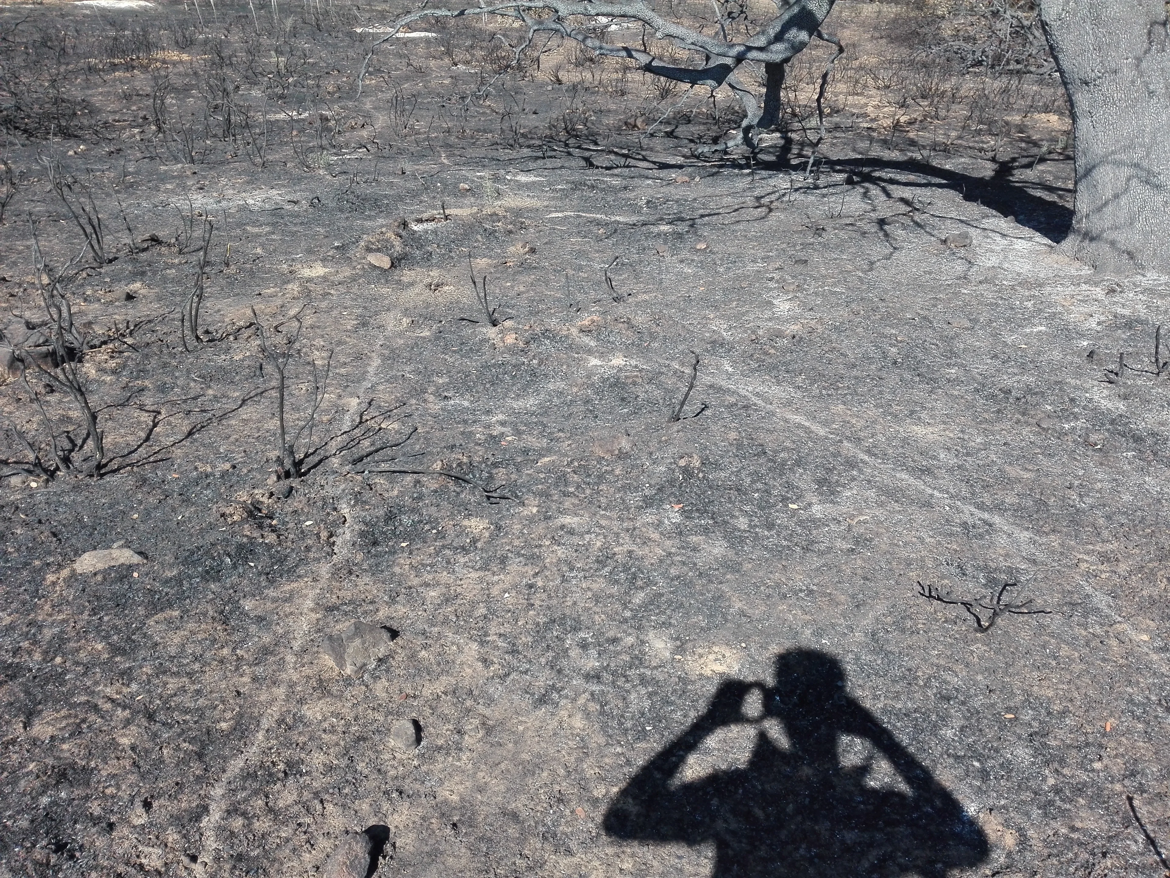 Atns road after fire (Castillo de la Guardas, Sevilla, Spain)