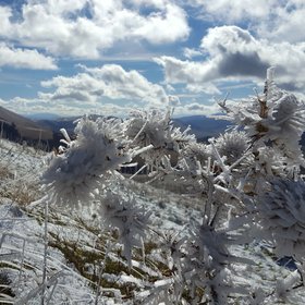 Ice crystals oriented by wind
