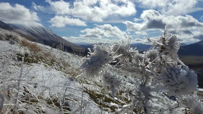 Ice crystals oriented by wind