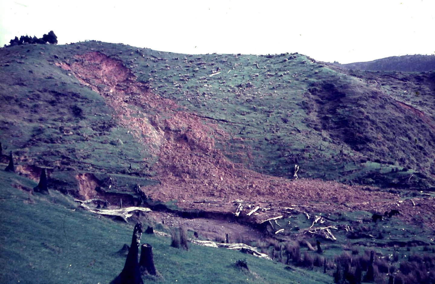 Debris avalanche on weathered greywacke