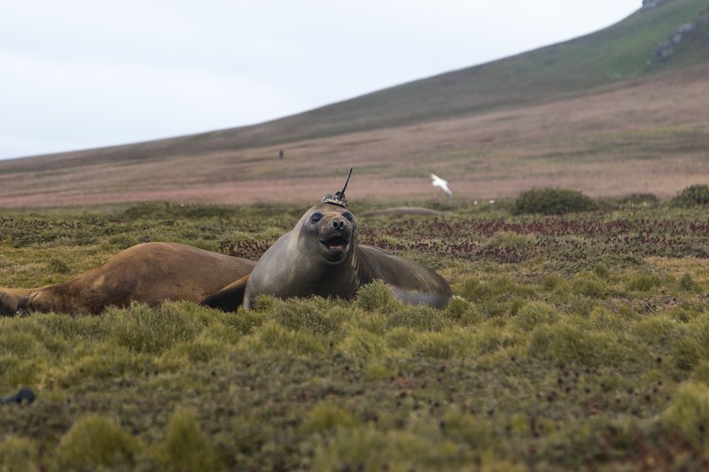 Crowned Elephant Seal