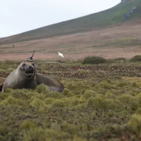 Crowned Elephant Seal