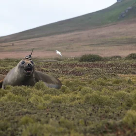 Crowned Elephant Seal