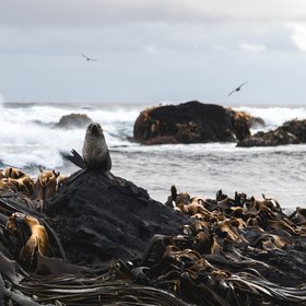 Antarctic Fur Seal and columnar basalt