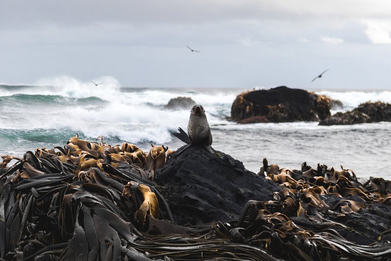 Antarctic Fur Seal and columnar basalt