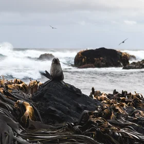 Antarctic Fur Seal and columnar basalt