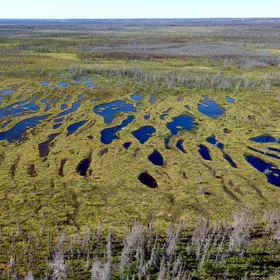 Northern carbon sink