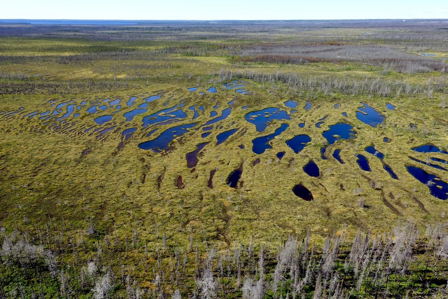 Northern carbon sink