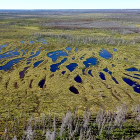 Northern carbon sink