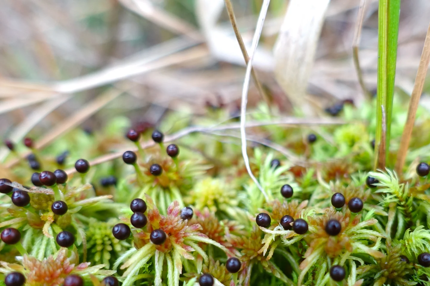 Key species of peatlands