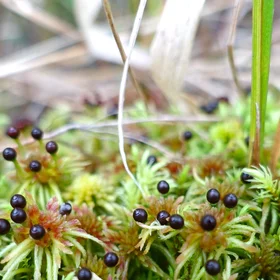 Key species of peatlands