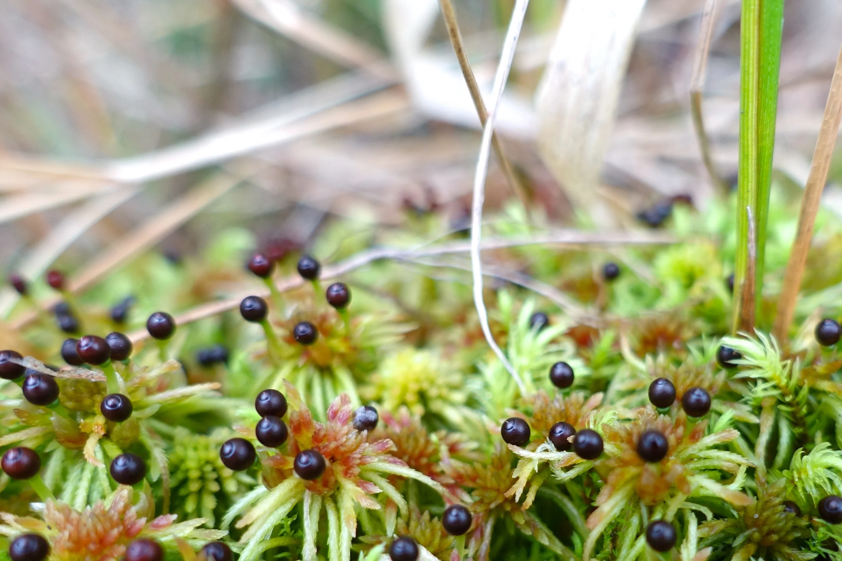 Key species of peatlands