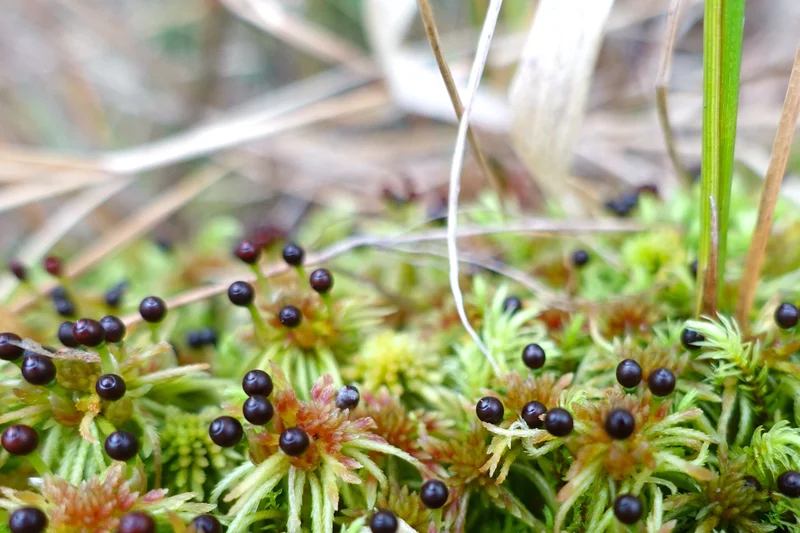 Key species of peatlands