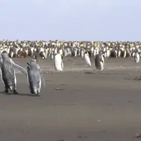 King penguins taking off?