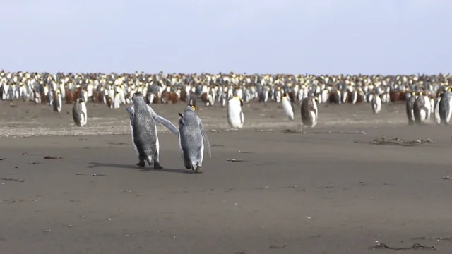 King penguins taking off?