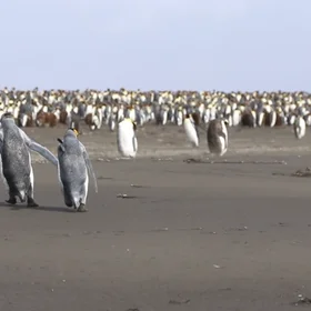 King penguins taking off?