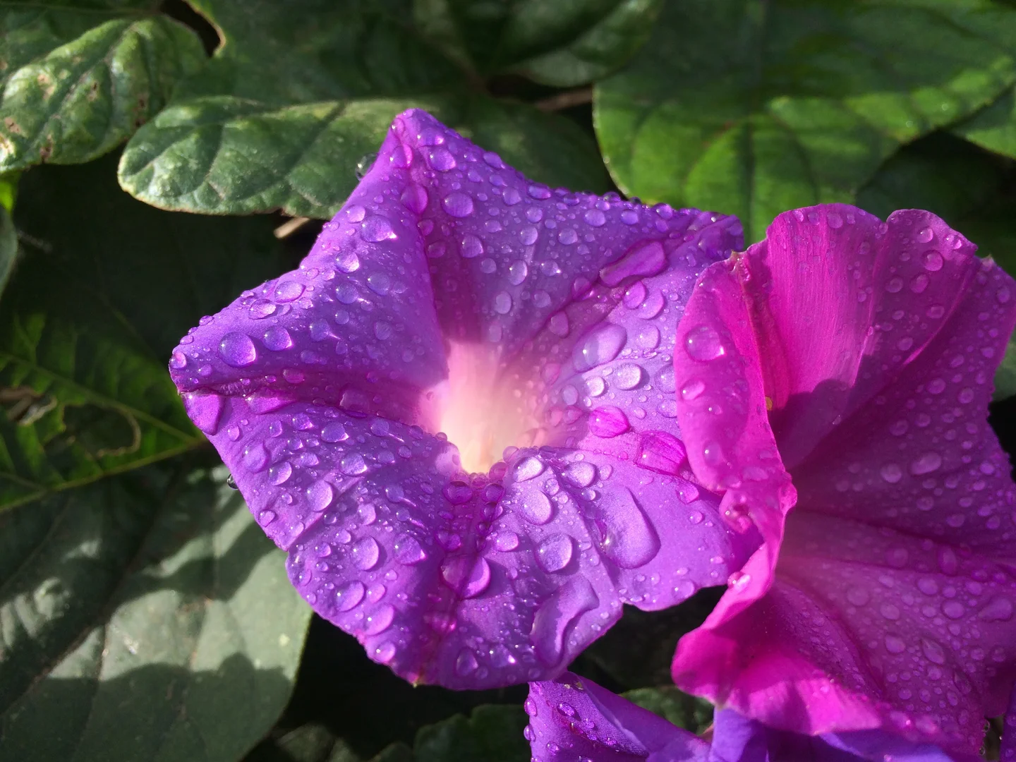 Flower in the morning .....