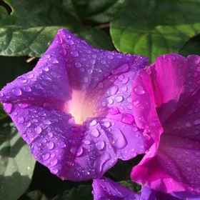 Flower in the morning .....