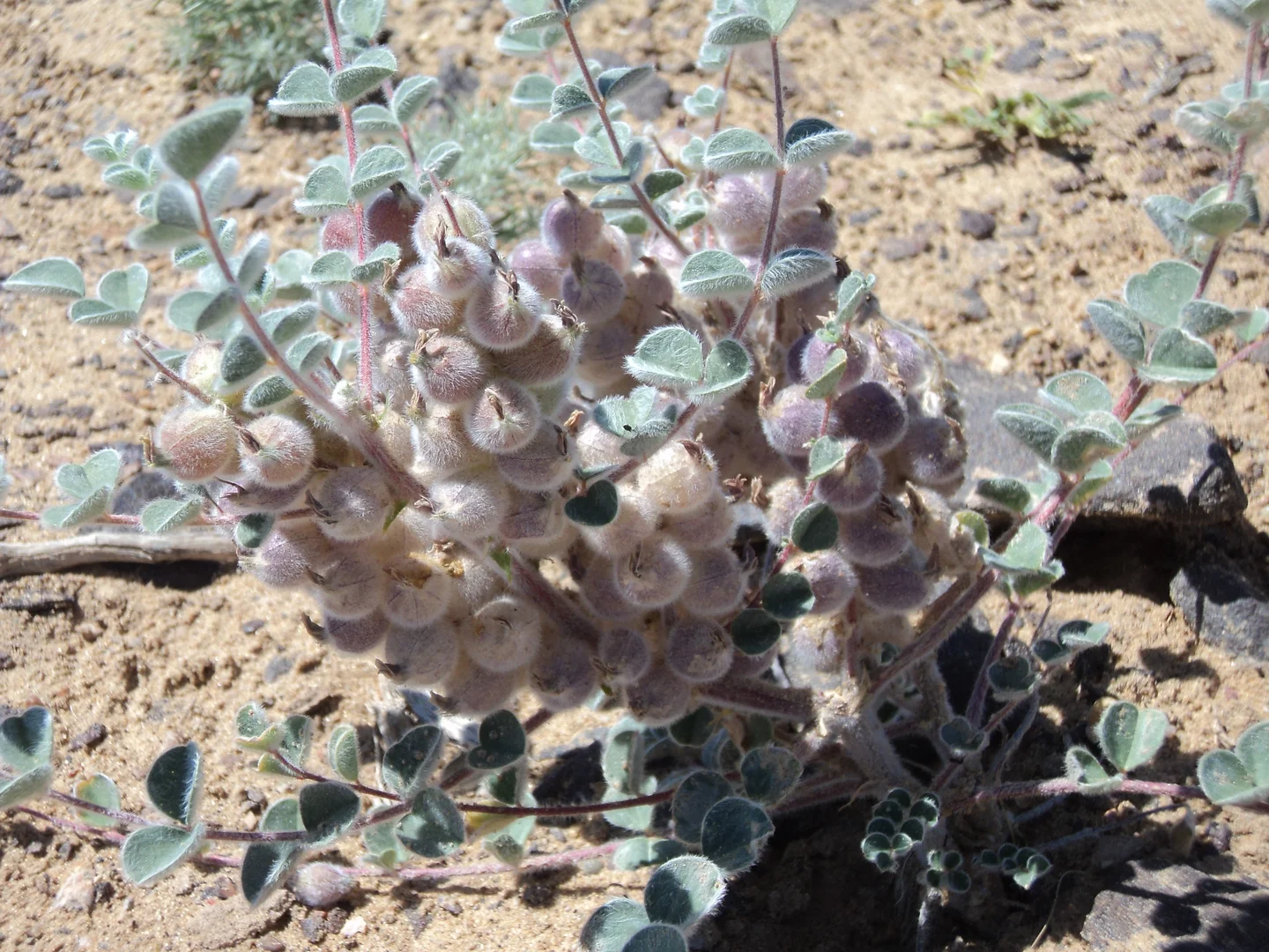 Rare vegetation of Kyzylkum Desert
