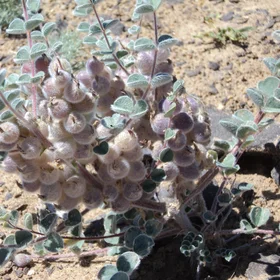 Rare vegetation of Kyzylkum Desert